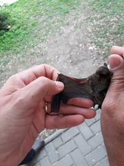 Pipistrellus kuhlii