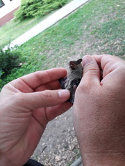 Pipistrellus kuhlii