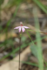 Caladenia pusilla
