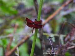 Neurothemis manadensis