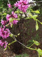 Cercis canadensis texensis