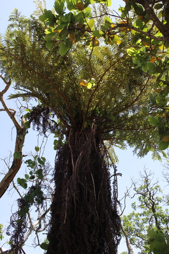 Cyathea dregei image