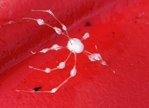 Engyodontium aranearum
