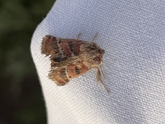 Susicina pyrocausta