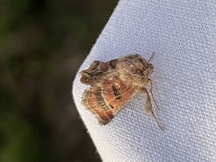 Susicina pyrocausta