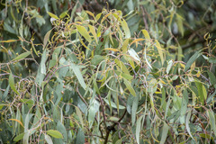 Eucalyptus albens