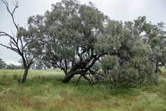 Eucalyptus albens