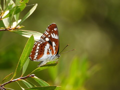 Limenitis sulpitia