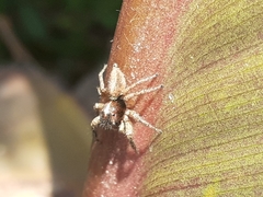 Salticidae