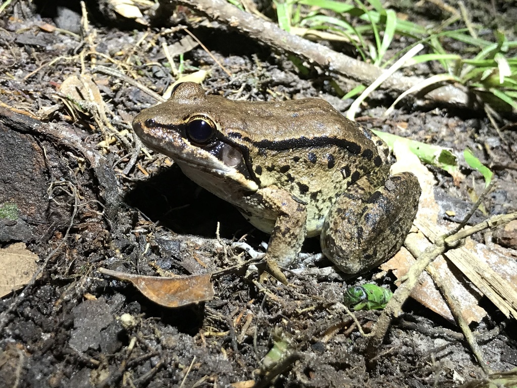 Rivero's White-Lipped Frog