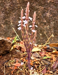 Striga gesnerioides