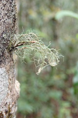 Usnea subgracilis