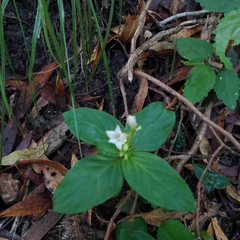 Spigelia humboldtiana