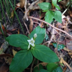 Spigelia humboldtiana