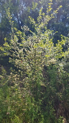 Pomaderris racemosa