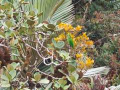 Leptosittaca branickii