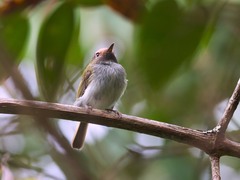 Hemitriccus granadensis