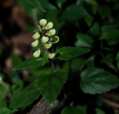 Scutellaria taiwanensis