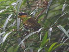 Kleinothraupis atropileus