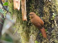 Cinnycerthia unirufa