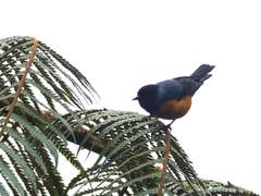 Conirostrum sitticolor