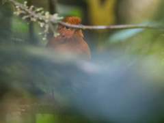Grallaria saturata