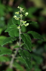 Scutellaria taiwanensis
