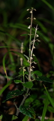 Scutellaria taiwanensis