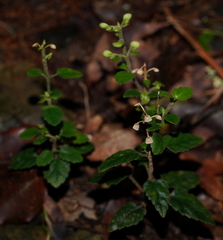 Scutellaria taiwanensis