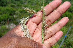 Melica racemosa