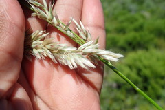Melica racemosa