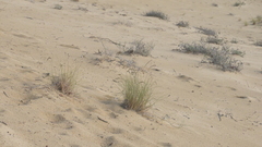 Festuca ammobia