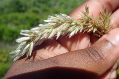Melica racemosa