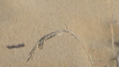 Festuca ammobia
