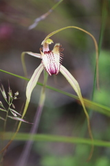 Caladenia tentaculata × venusta