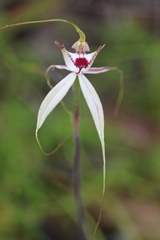 Caladenia tentaculata × venusta