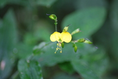Aneilema aequinoctiale