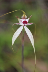 Caladenia tentaculata × venusta