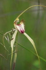Caladenia tentaculata × venusta