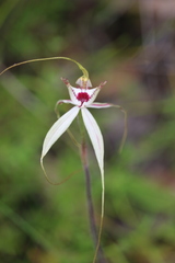 Caladenia tentaculata × venusta