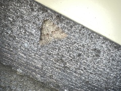 Ascotis fortunata