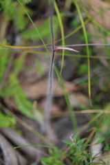 Caladenia tentaculata × venusta