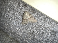 Ascotis fortunata