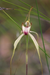 Caladenia tentaculata × venusta