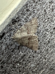 Ascotis fortunata