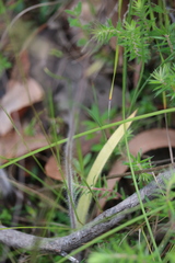 Caladenia tentaculata × venusta