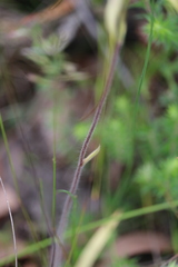 Caladenia tentaculata × venusta