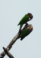 Deroptyus accipitrinus