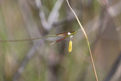 Austrostipa muelleri