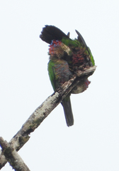 Deroptyus accipitrinus